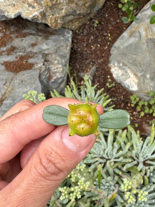 Bigpod Leaf Pendant Necklace